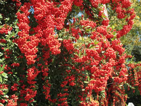 تصویر 3 از قیمت روز زرشک اعلا عمده